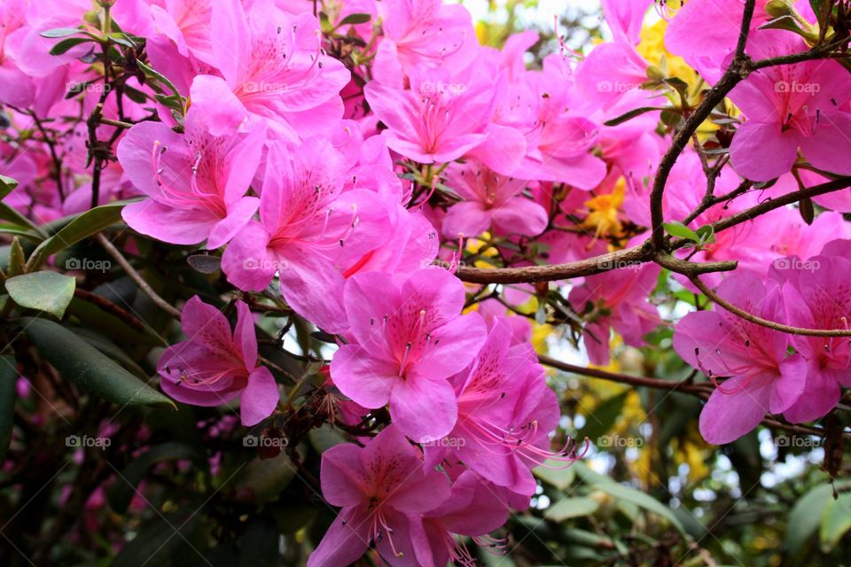 beautiful floral splendor