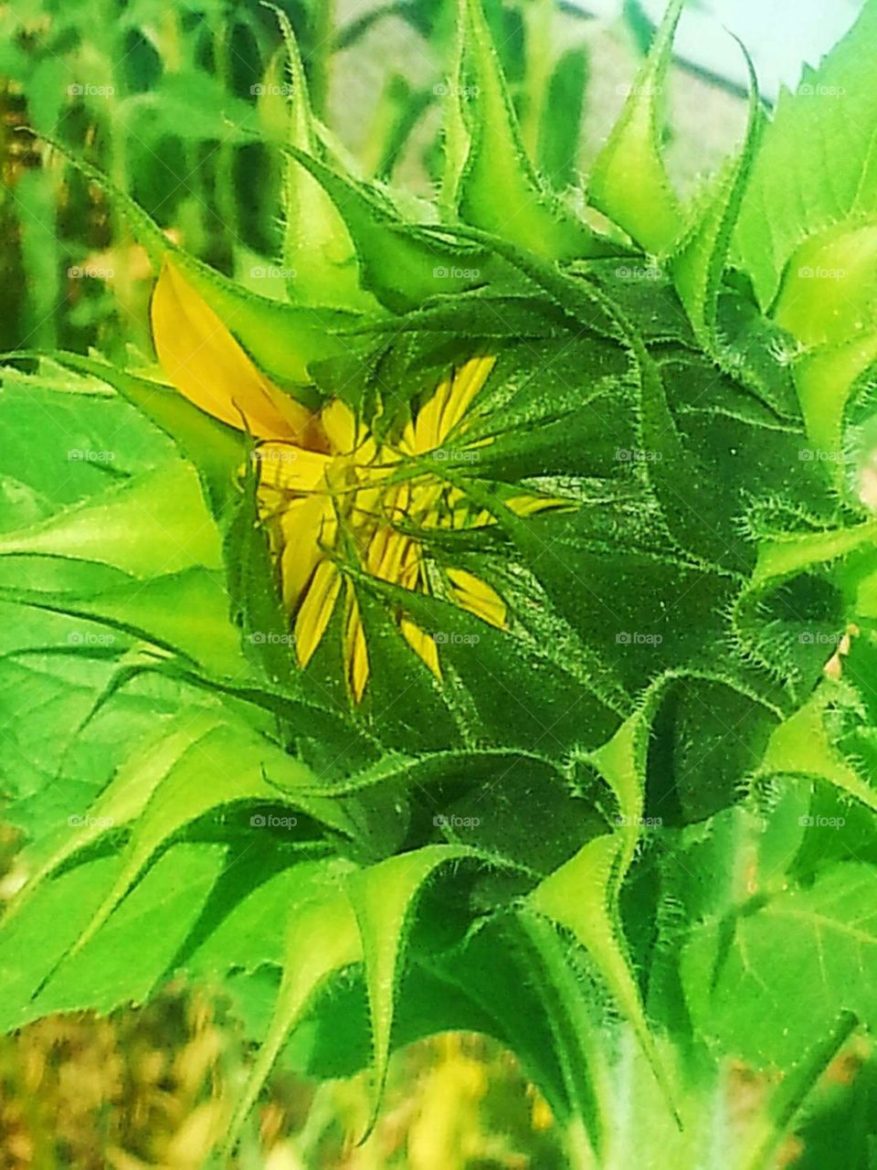 A Sunflower starting to open . sunflowers are unique in that they have the ability to provide energy in the form of nourishment and vibrancy native to the Americas , taken to Russia by Royality 