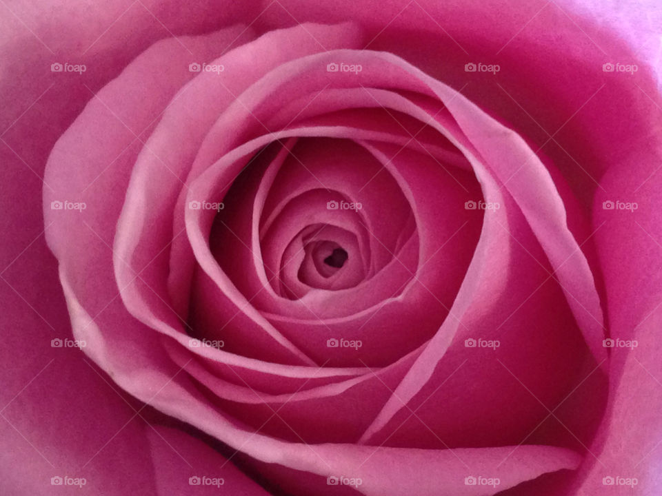 pink rose close up runcorn by The_Hobbyist