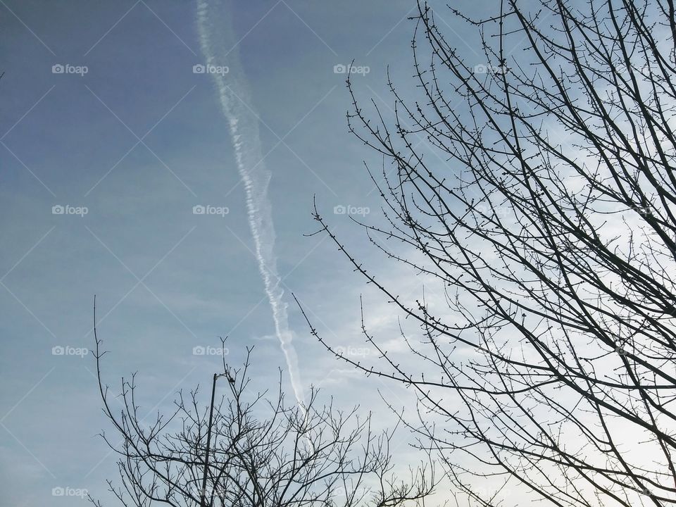 contrail and trees