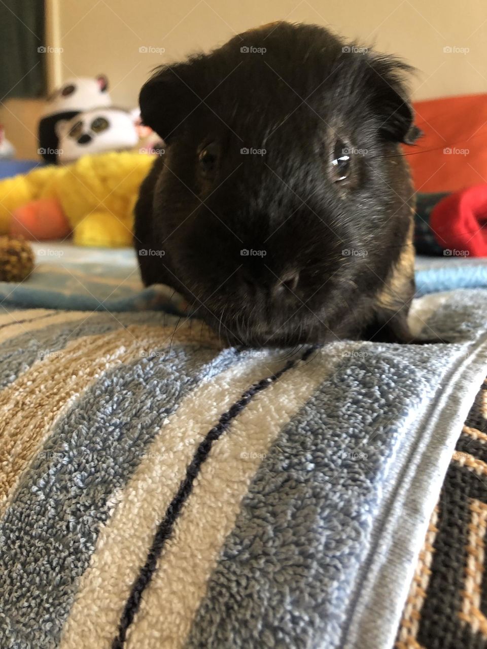 Close up to Rocky / Sweet little boy Guinea pig 