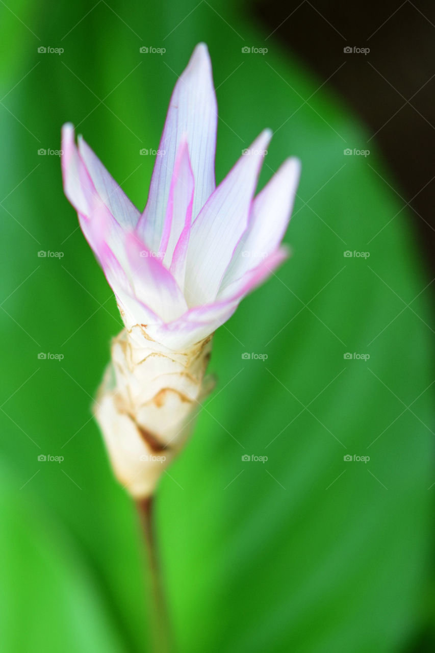 macro view of little flower