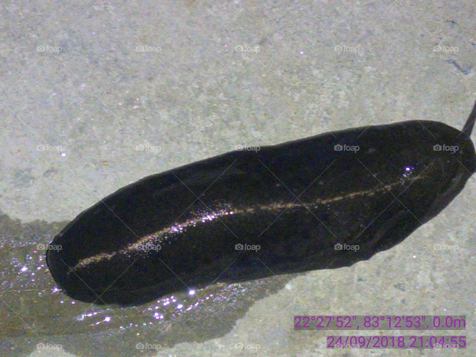 The very beautiful snail every night gets out of the food table, its color is like a black-violet velvet.