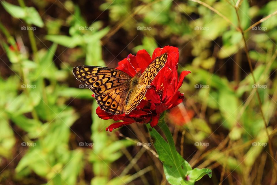 Butterfly pollinating on red flower