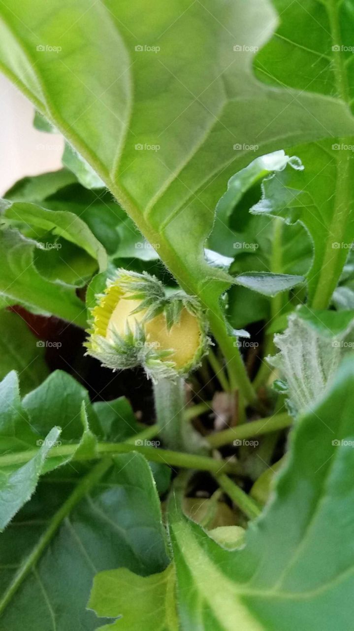 Siamese Twins Conjoined Yellow Flower