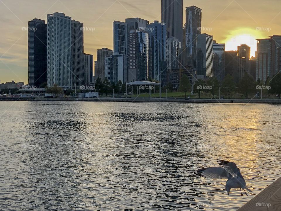 Sunset in Chicago,with a seagul flying