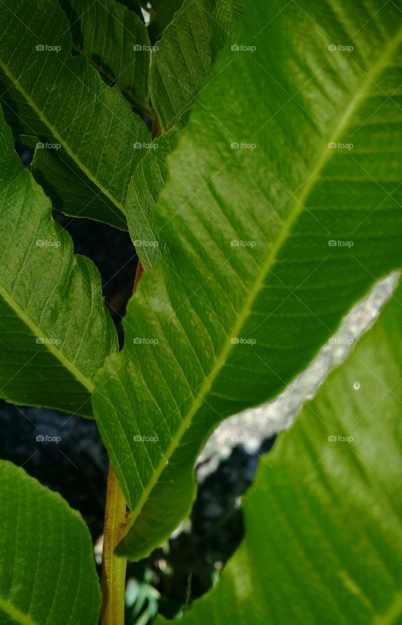 Beautiful samambaia. Strong leaves on garden. Nature is fabolous. Beautiful green. Iluminate