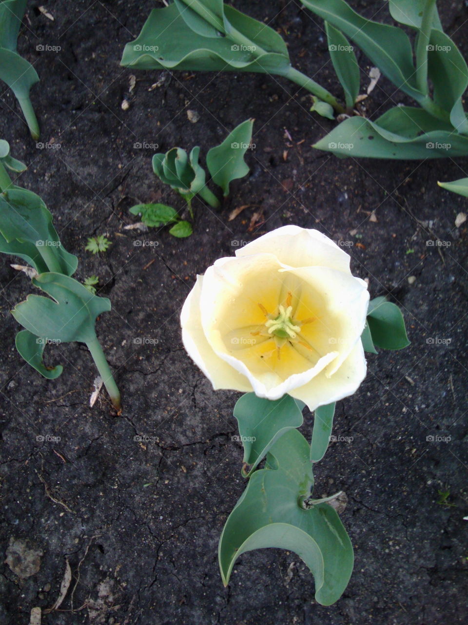High angle view of flower in park
