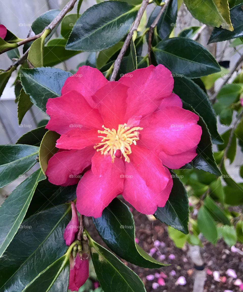 Camellia flower blooming