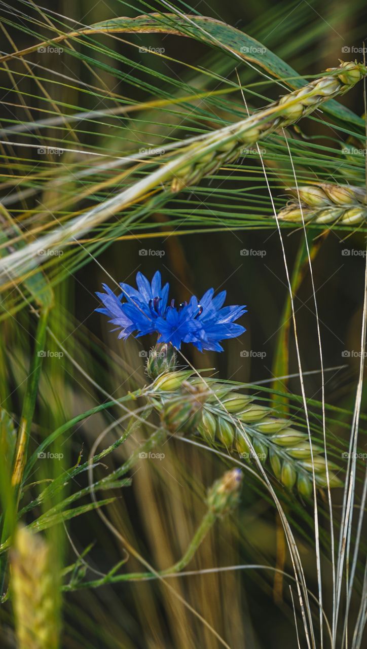 cornflower