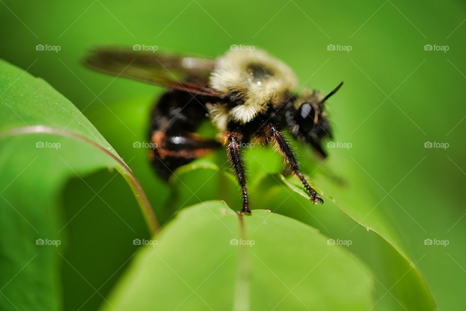 bee