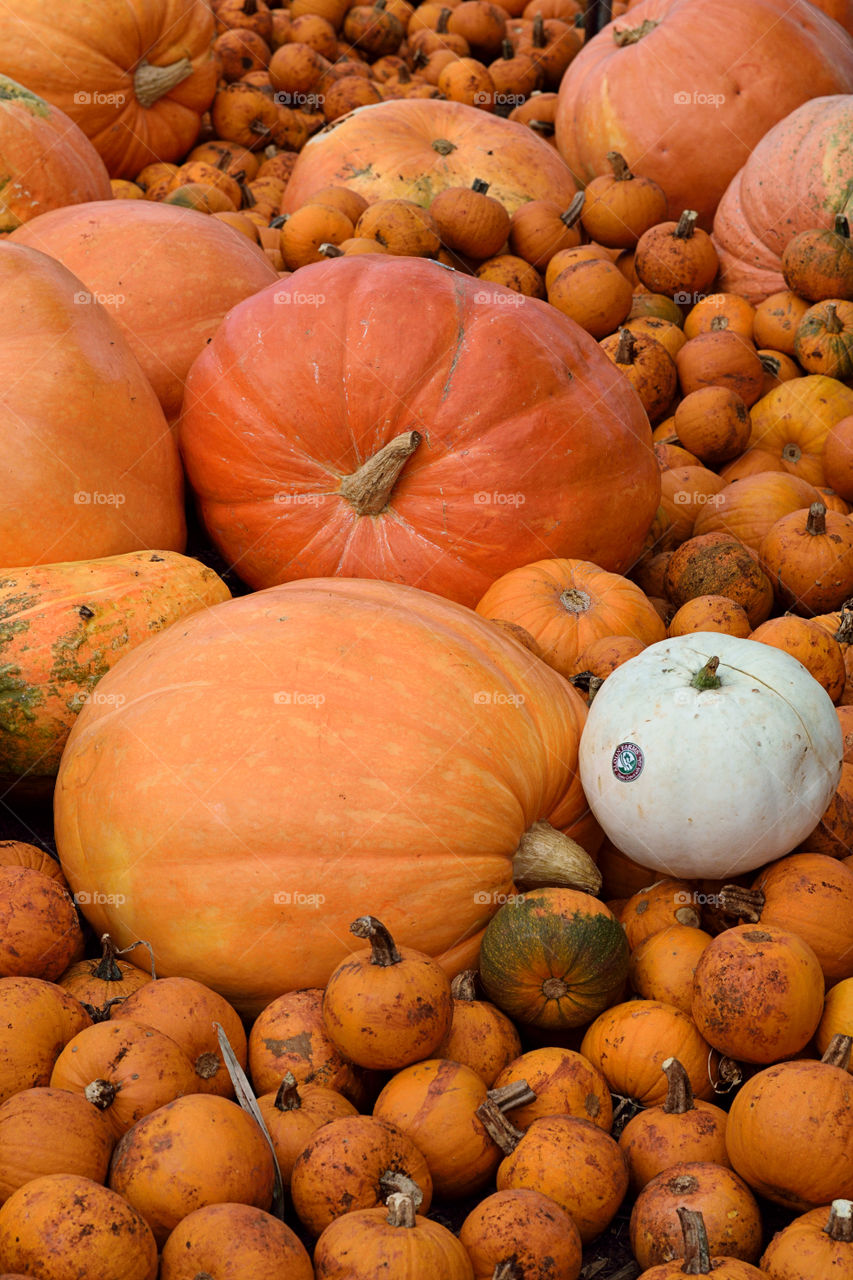 Full frame shot of pumpkins