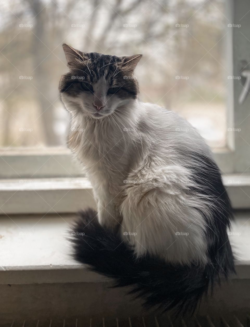 Indoors cat portrait