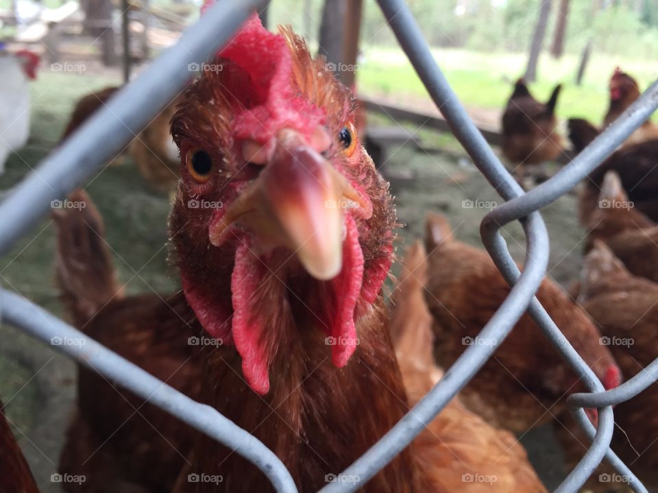Curious rooster