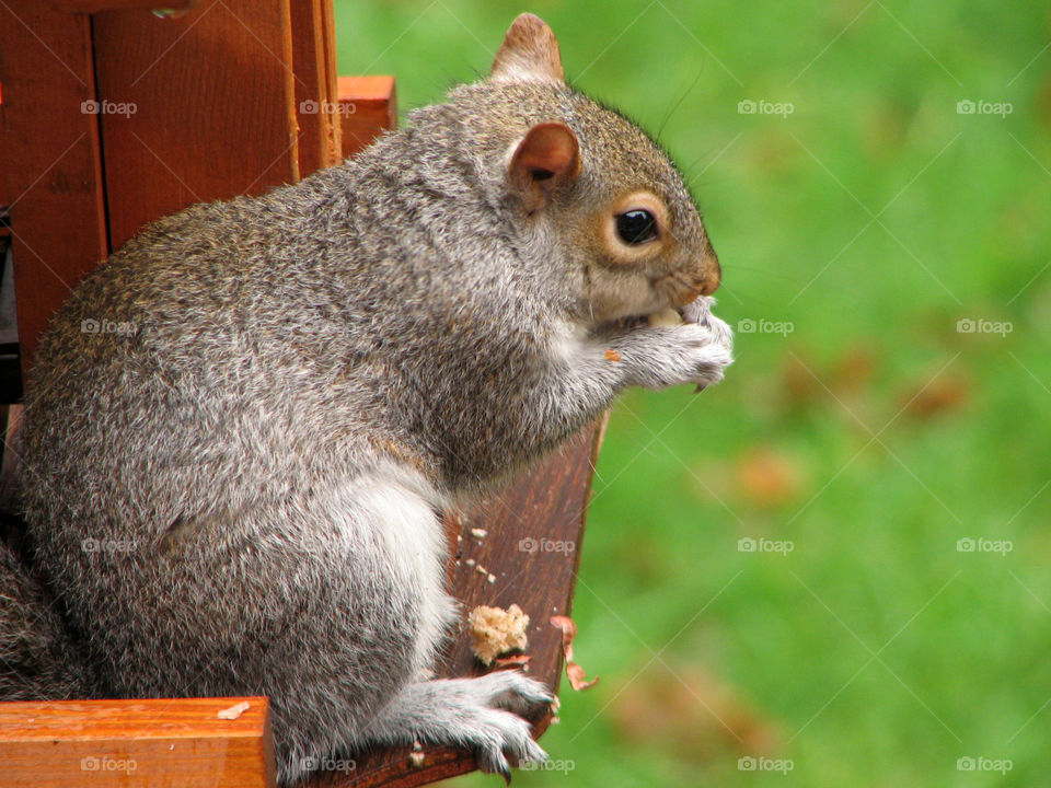 Squirrel sitting  on the table