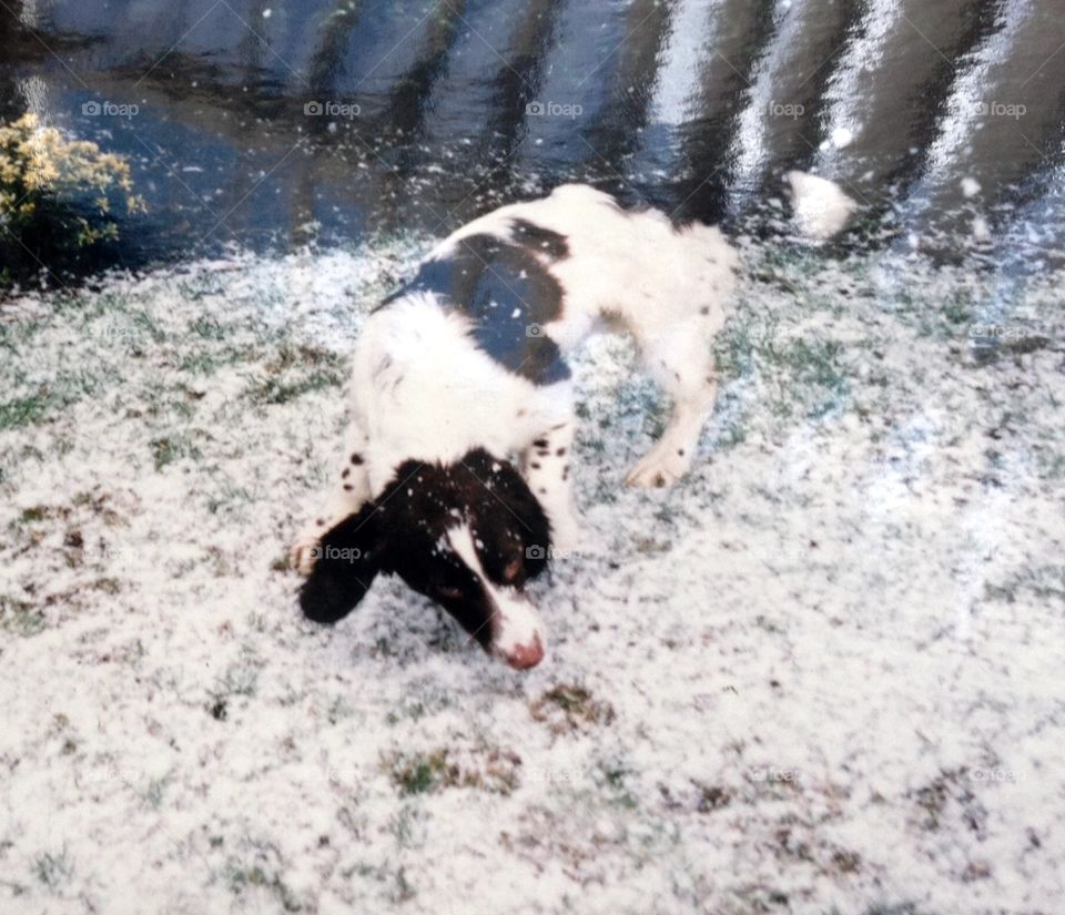 English springer spaniel in snow