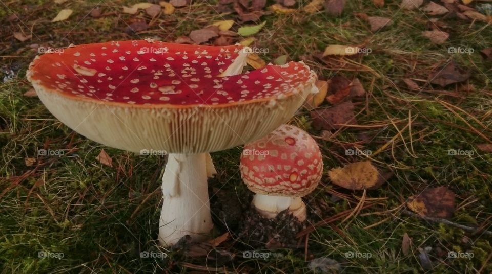 Two fly agarics. Small and large Amanita muscaria