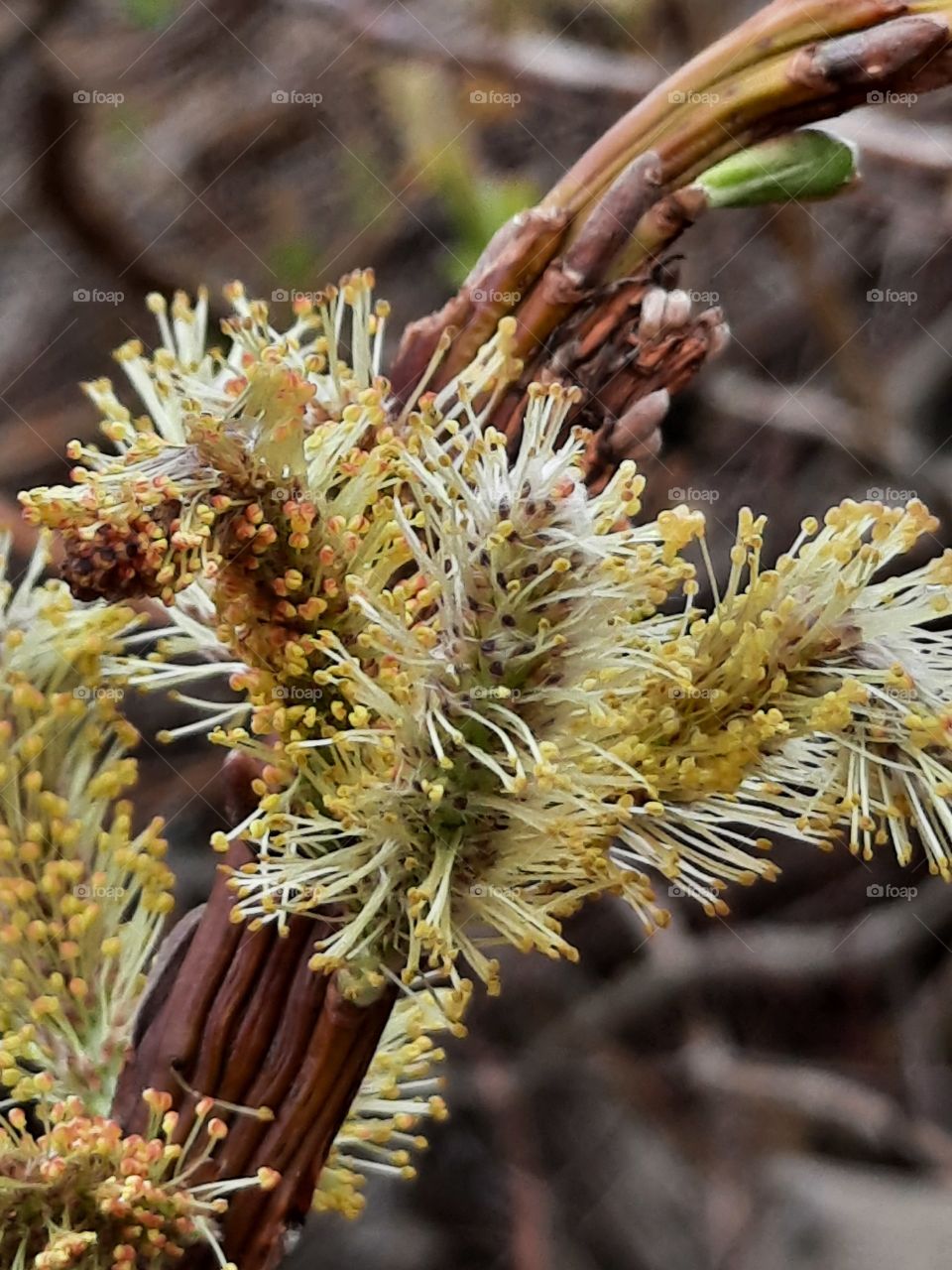 close-up of flowering yellow catkins  of Sakhalin ivy