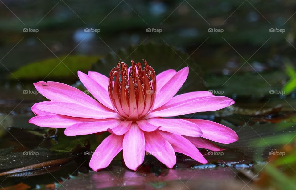 Water lily