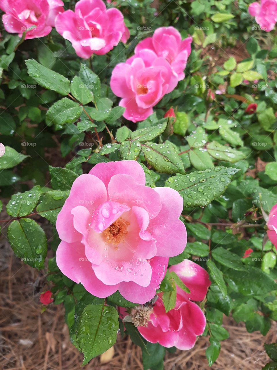Spring raindrops on roses