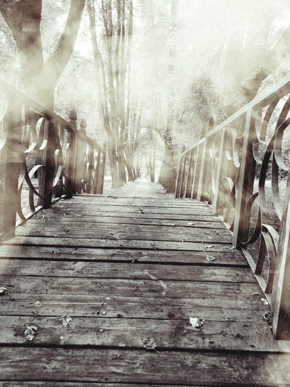 Wooden footbridge to the path to the forest.  Fog