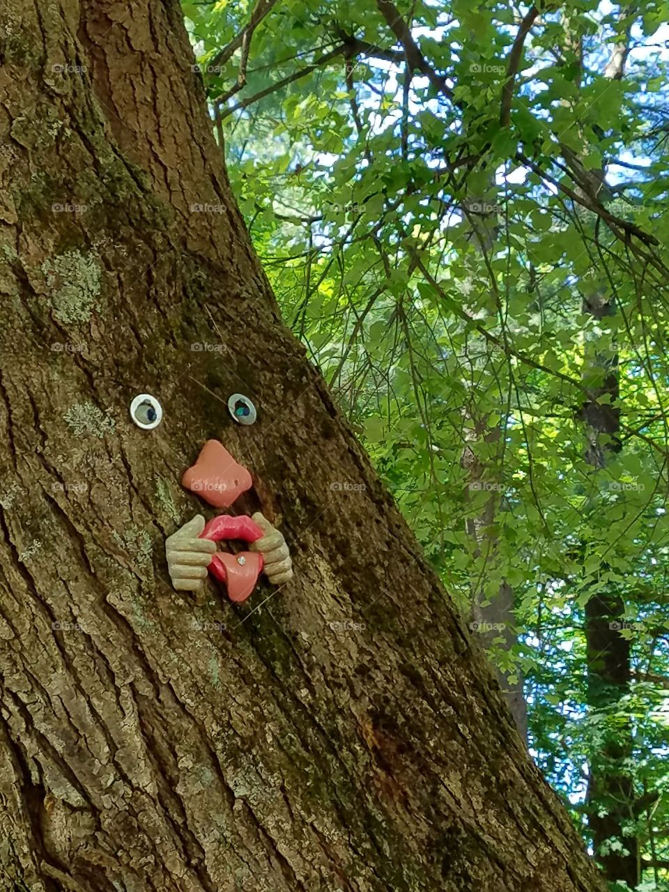 Funny face on shade tree. Lots of branches with green leaves in background.