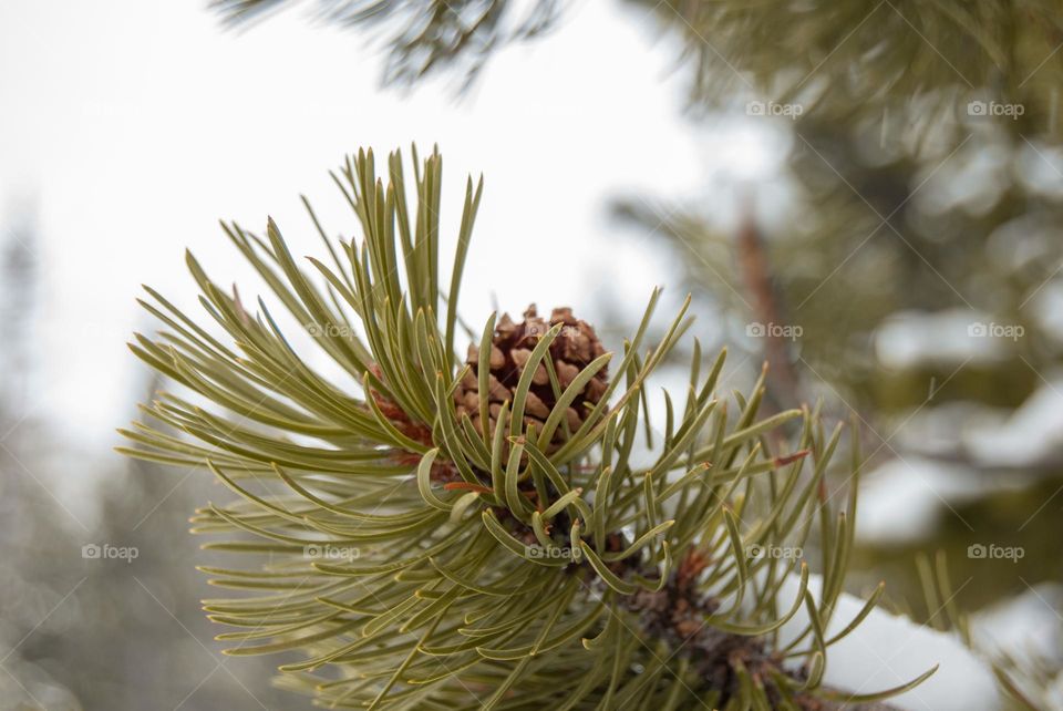 Attached pine cone 