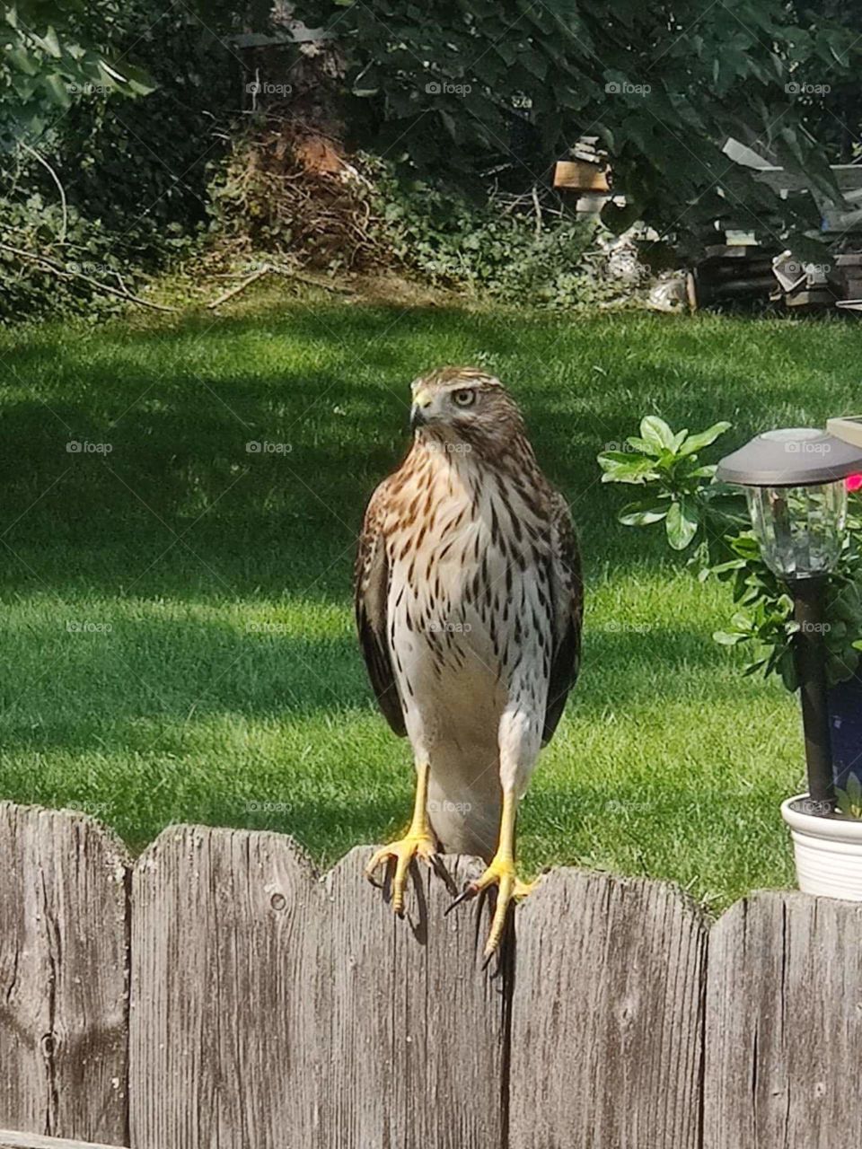 Peregine Falcon Hawk