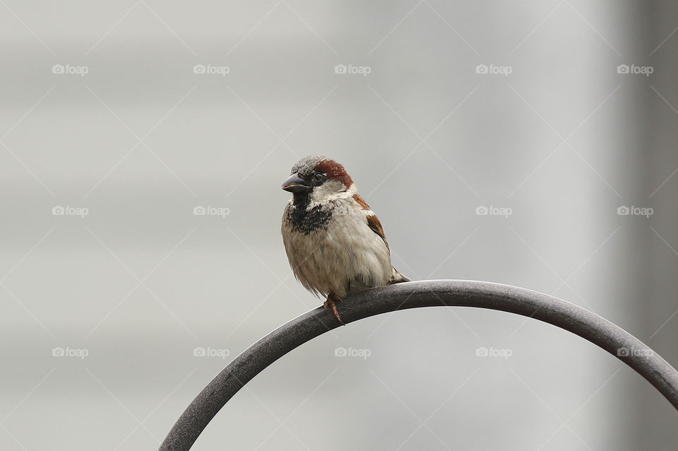 House Sparrow on iron hook