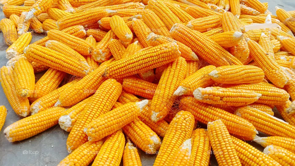 Corn pile group