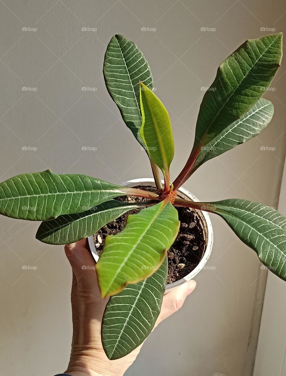 green plant in the pot and female hand, love earth