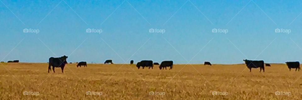 South Dakota cows