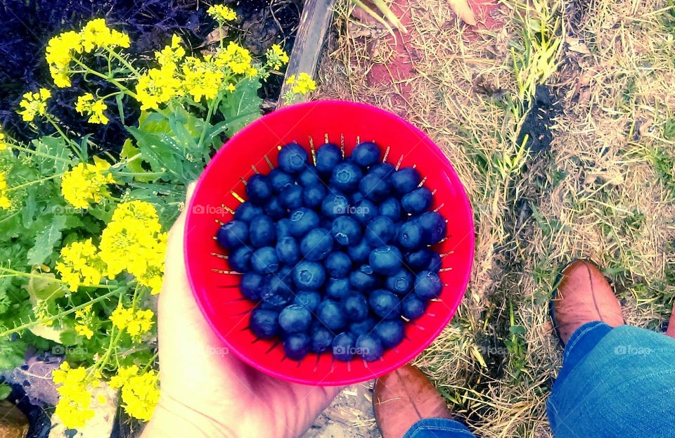 Blueberries