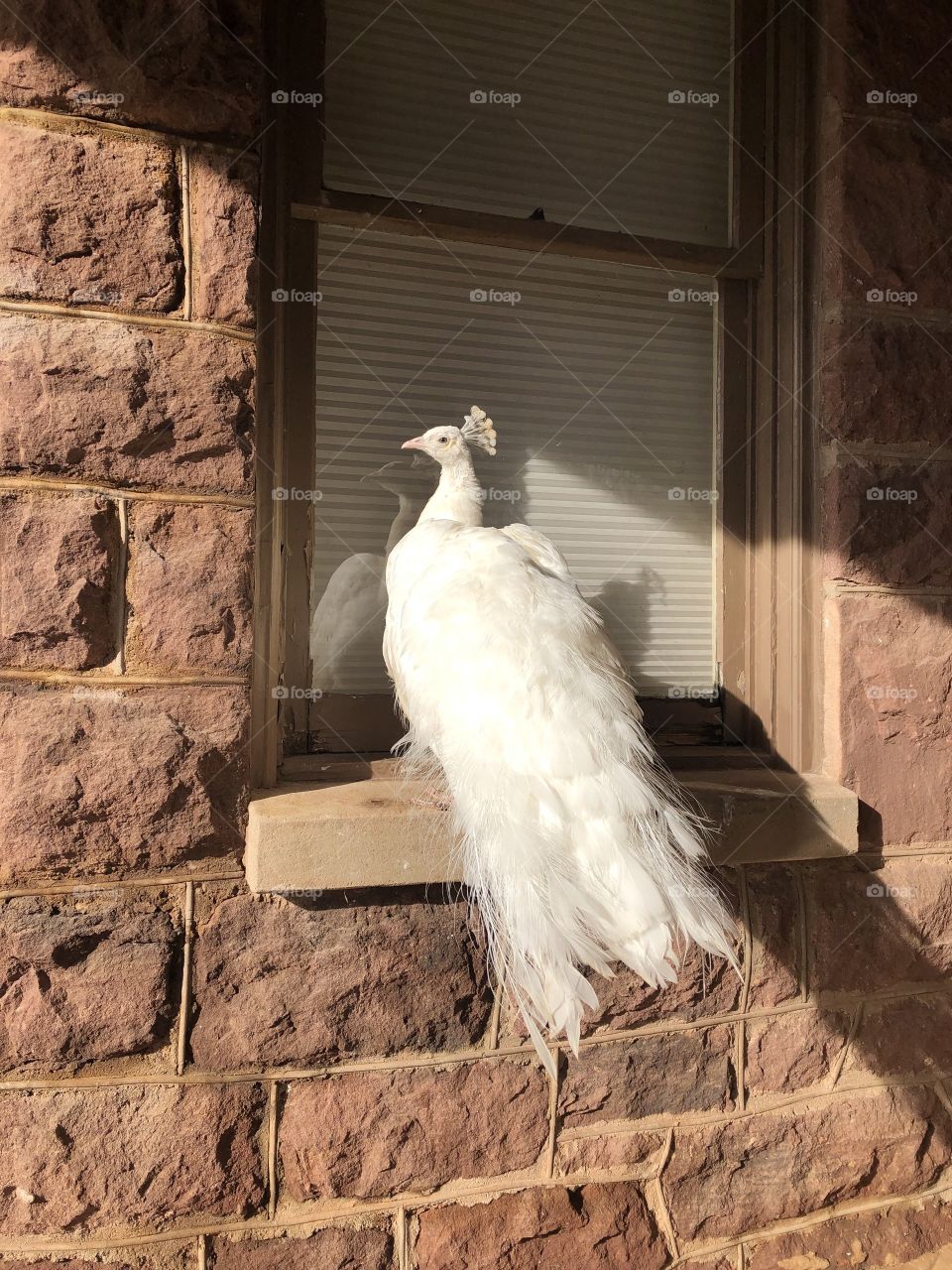 A white peacock sunbathes on the window sill of an old, red, sandstone house in the midst of winter