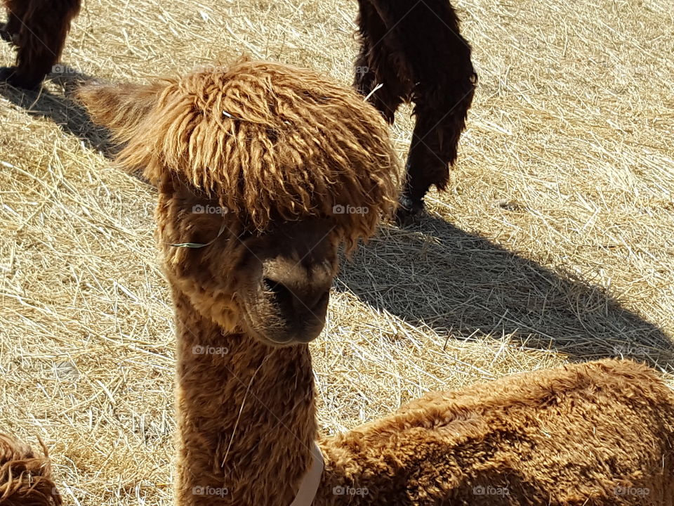 alpacas