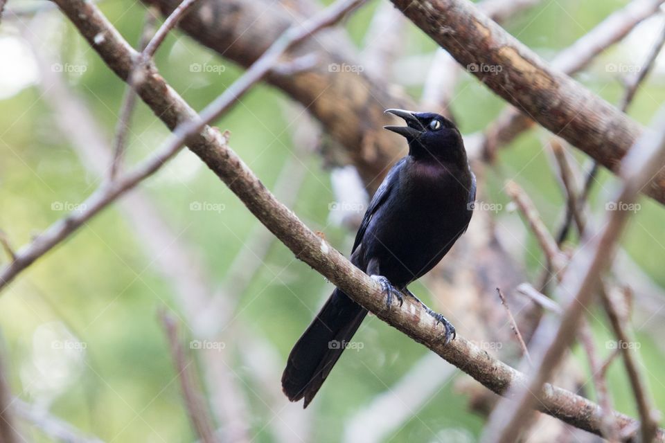 Grackle perching on tree branch