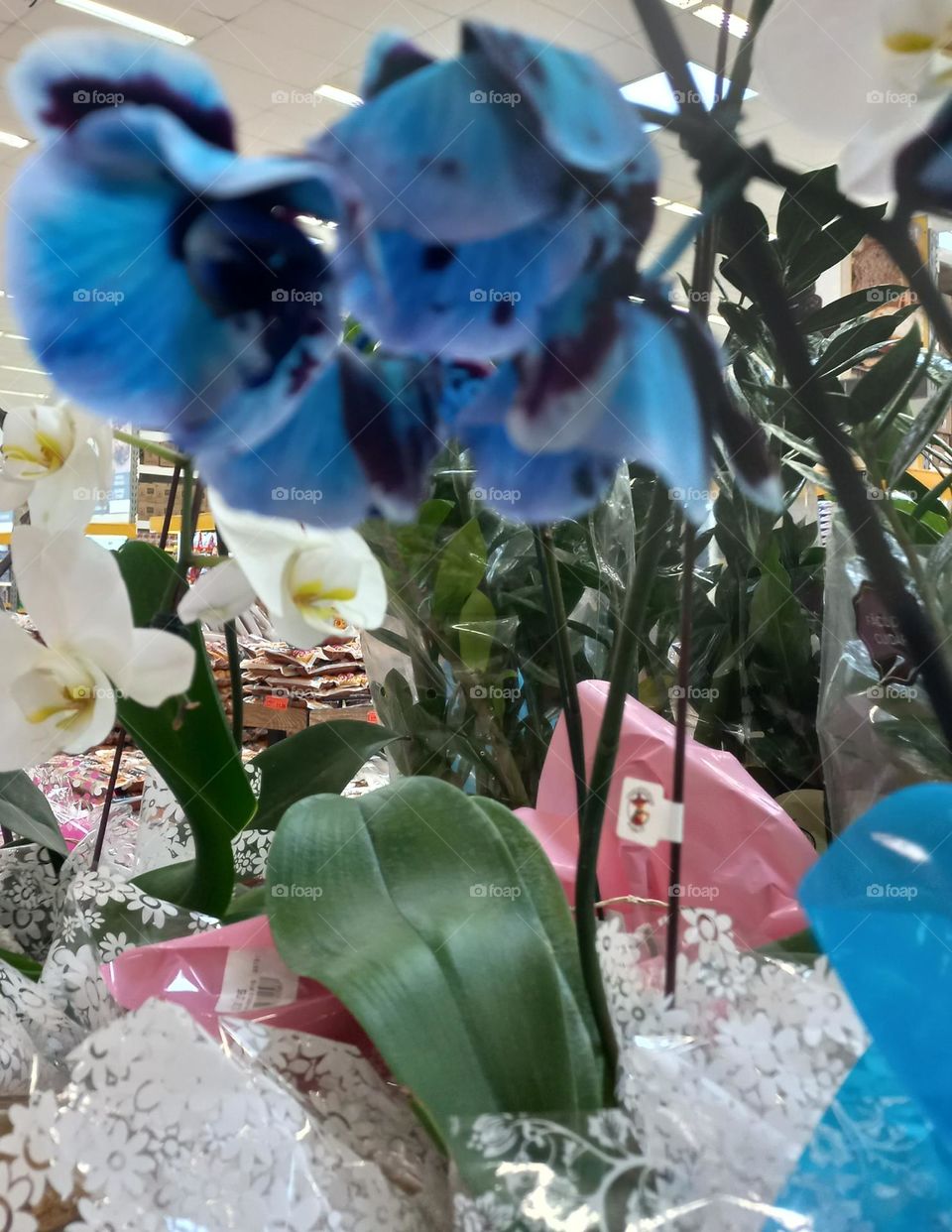 Flor azul. As flores azuis, despertam fascínio e, estão associadas a algo impossível. Assim, simbolizam o infinito e podem representar sentimentos intensos e de gratidão