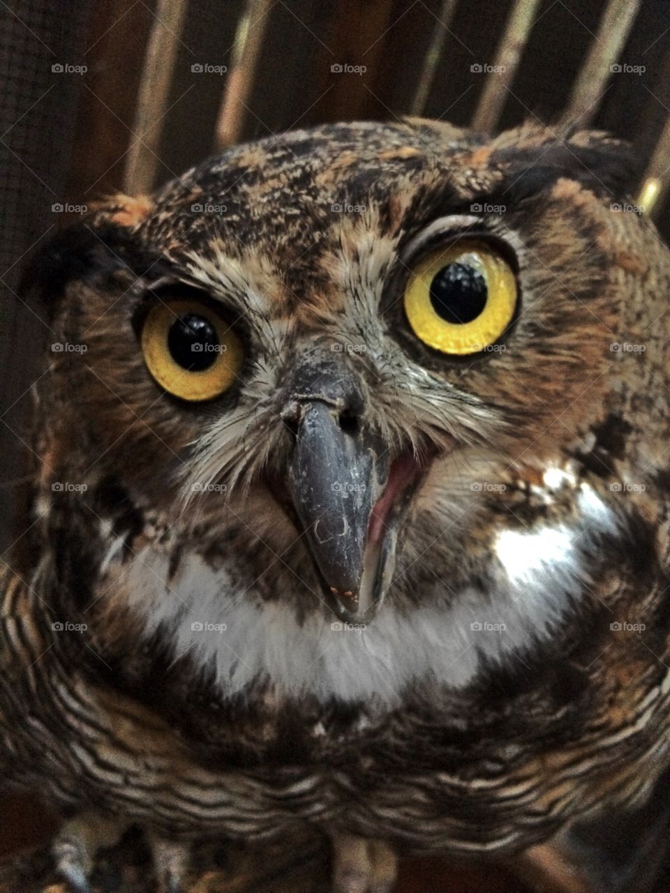 Great horned owl closeup