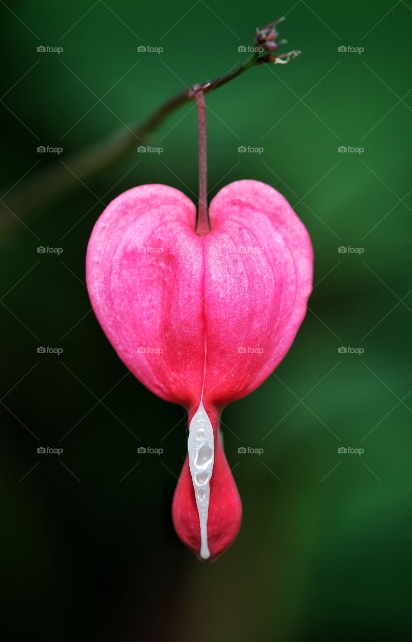 A pink, heart shaped flower from a Bleeding Heart.