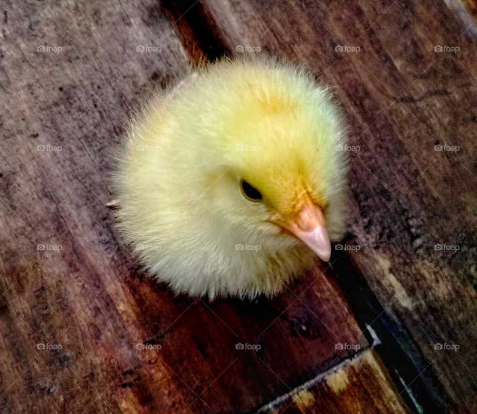 yellow chick