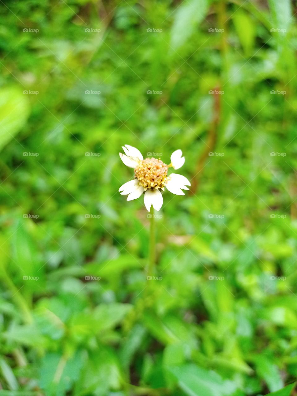 Tridax procumbens Whait colour flower beautiful green background clousup nature