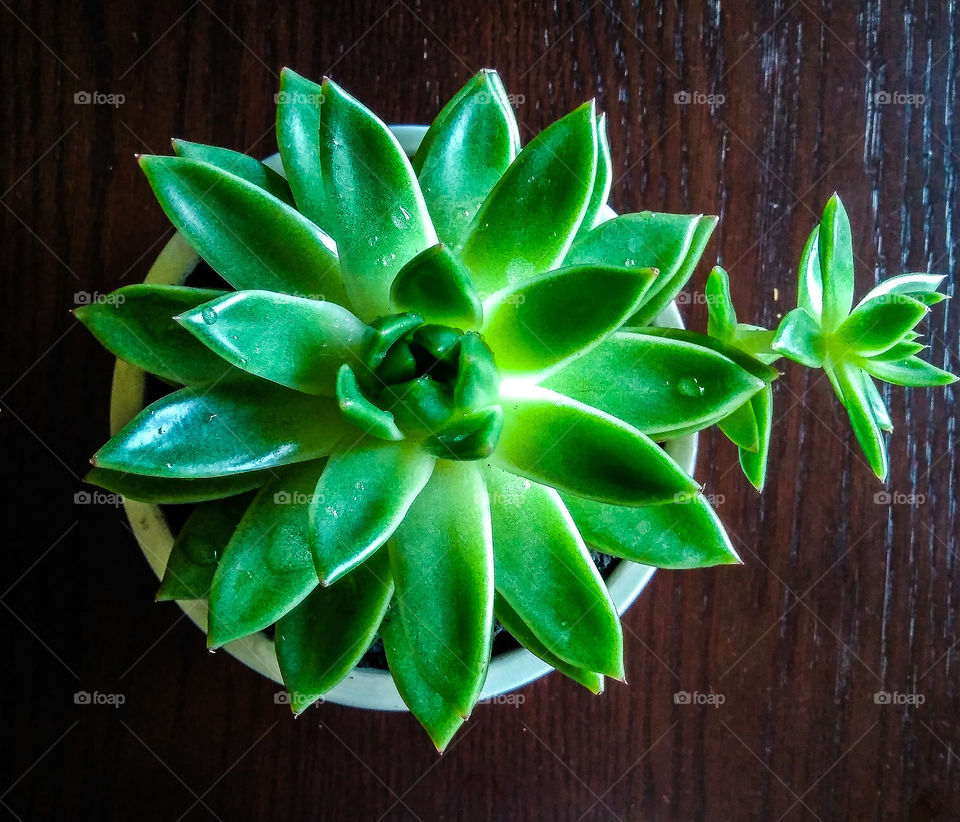 Green pointy plant