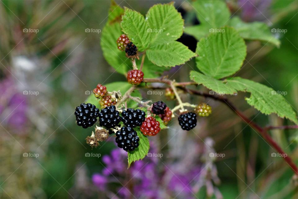 blackberries on branch close up picture