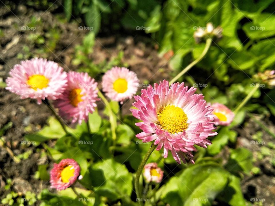 Xerochrysum bracteatum, commonly known as the golden everlasting or strawflower. Floral desktop background. Pink, white, yellow, green