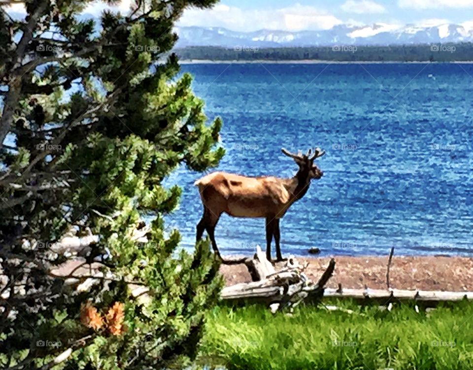 Elk at Yellowstone Lake