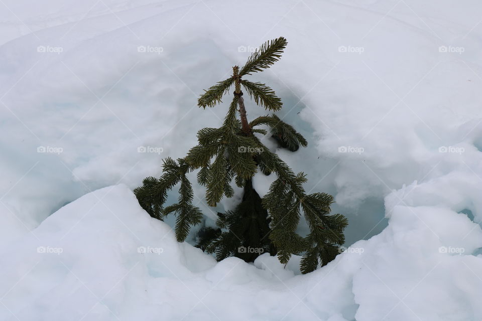 Branch of pine tree coming out of snow 