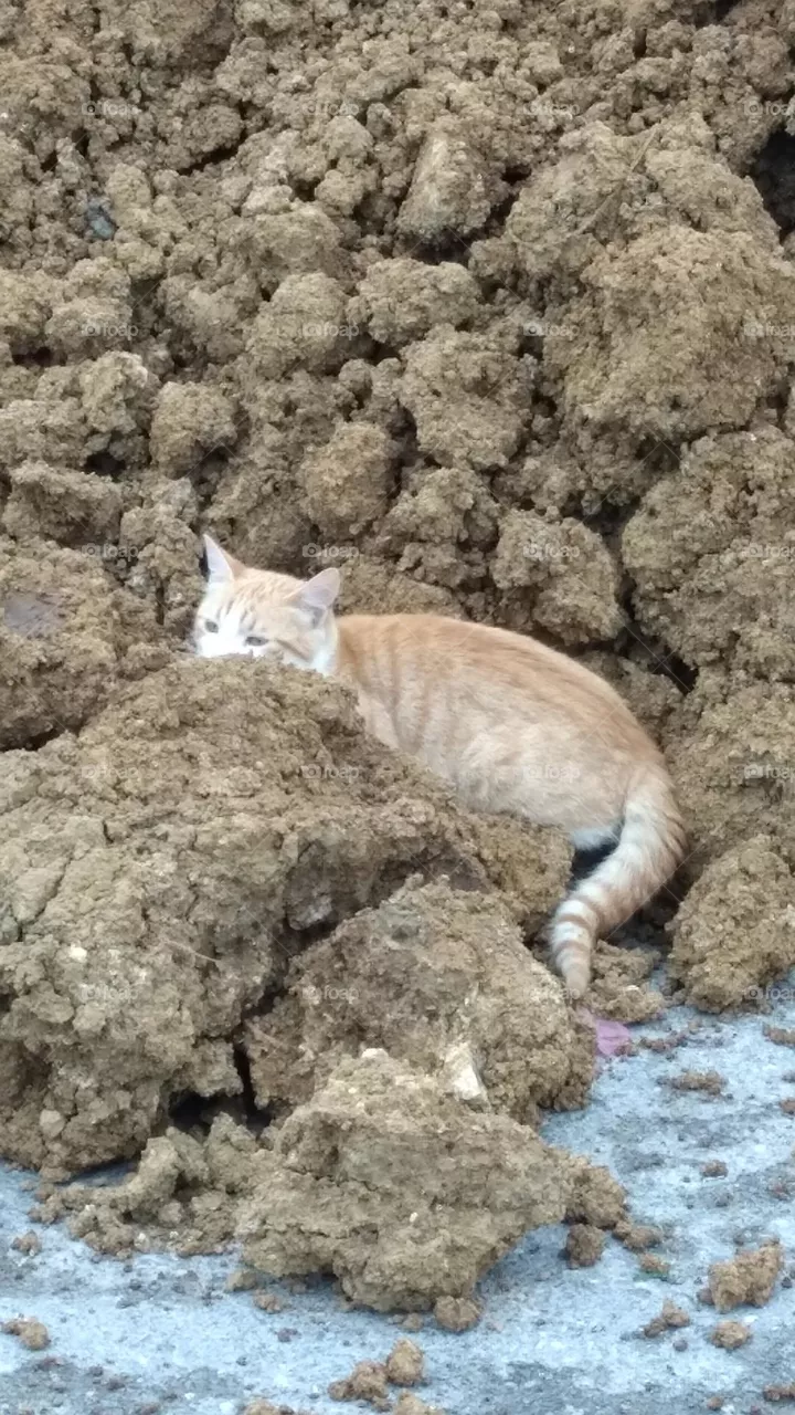 cat
