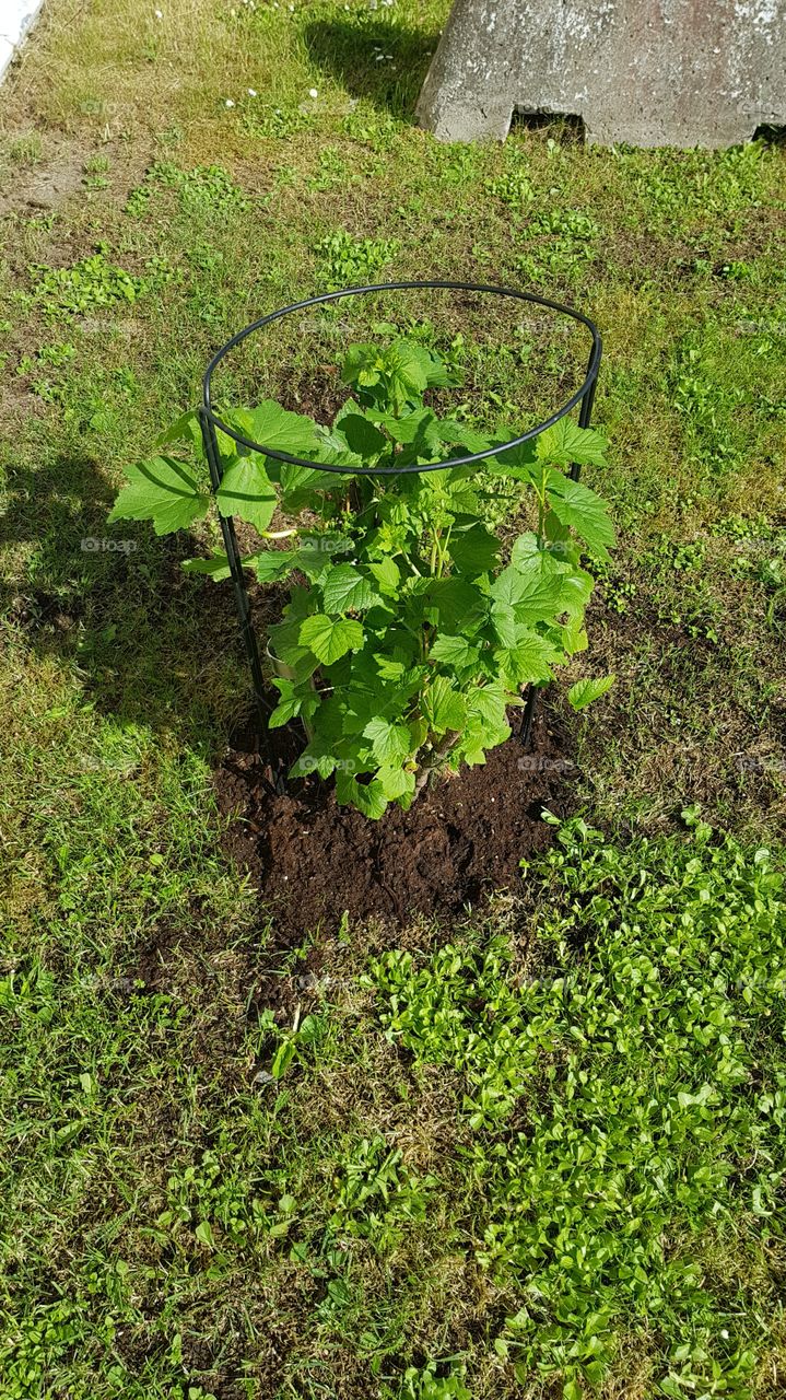 red and black currant