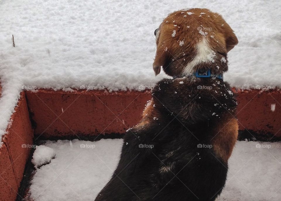 Dog hates snow