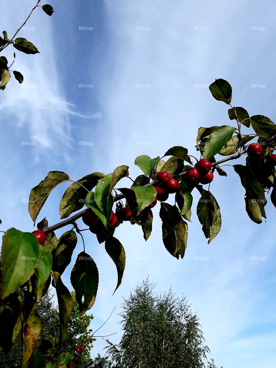 wild red apples against blue sky and white clouds